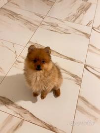 Volpino di Pomerania Spitz tedesco