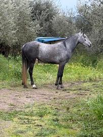 Cavallo
