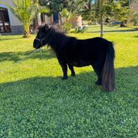 Mini pony femmina