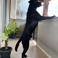 Labrador in adozione