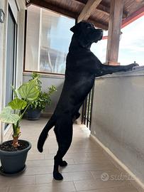 Labrador in adozione