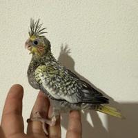 Pappagalli Calopsite