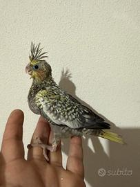 Pappagalli Calopsite