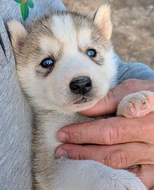 Cuccioli di Siberian Husky