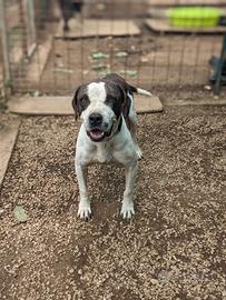 Lea cagnolona 5 anni taglia medio contenuta