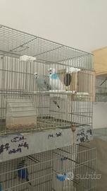 Coppia cocoriti riproduttiva