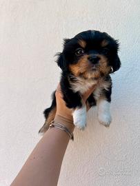 Cucciola di cane shih tzu