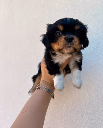 Cucciola di cane shih tzu