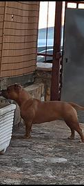 American Bully