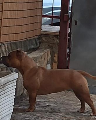 American Bully