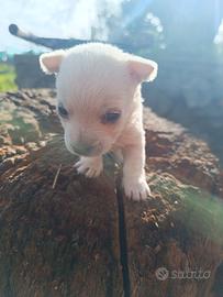 West highland White terrier