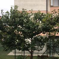 Alberi da frutta