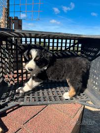 Australian shepherd