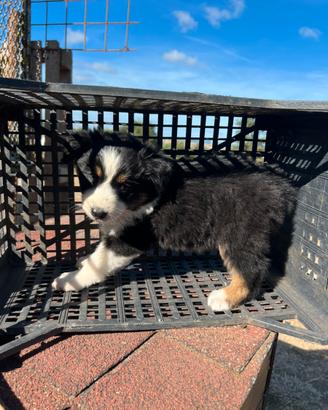 Australian shepherd