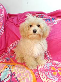 Maltipoo coreani cuccioli