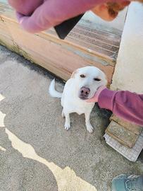Cane Blanco, carattere splendido