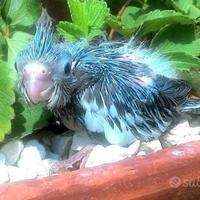 Pappagalli Calopsite DA IMBECCO