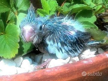 Pappagalli Calopsite DA IMBECCO