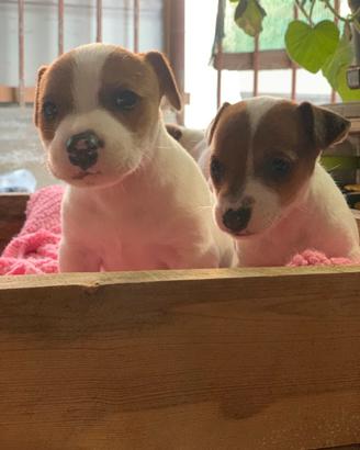 Jack russel