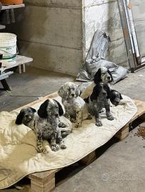 Setter di pura razza