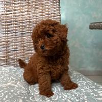 Cucciola Barboncino Mini Toy Red