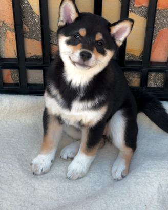 Cucciola Shiba inu