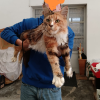 Gatta Maine coon