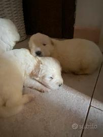 Cuccioli di pastore maremmano abruzzese