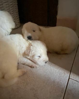 Cuccioli di pastore maremmano abruzzese