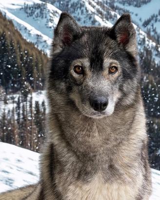 Husky Pedigree