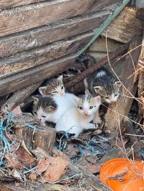 Gattini piccoli