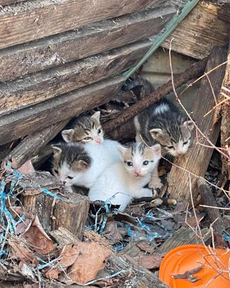 Gattini piccoli