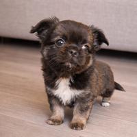 Chihuahua maschietto stupendo bello