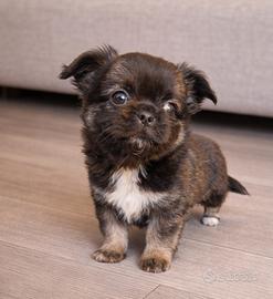 Chihuahua maschietto stupendo bello