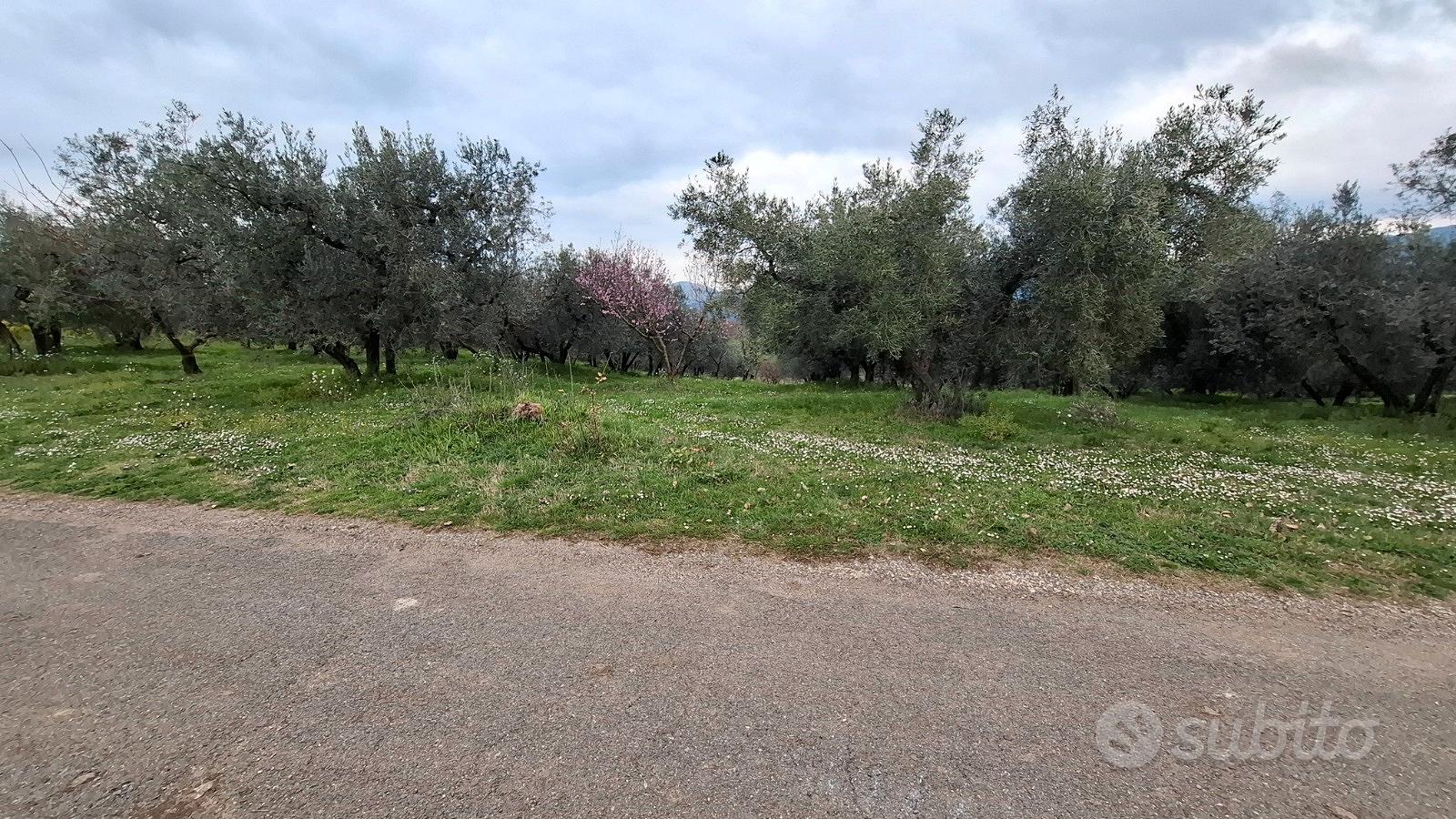 Terreno agricolo 15000m fronte strada pianeggiante - Vista 2