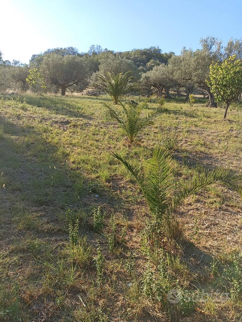 Terreno agricolo - Vista 5