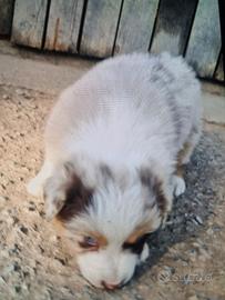 cuccioli australian shepherd  per  l estate 