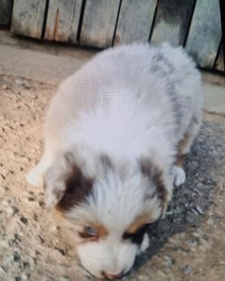 cuccioli australian shepherd  per  l estate 