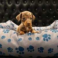 Cuccioli di bassotto arlecchino cioccolato e ciocc