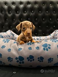 Cuccioli di bassotto arlecchino cioccolato e ciocc