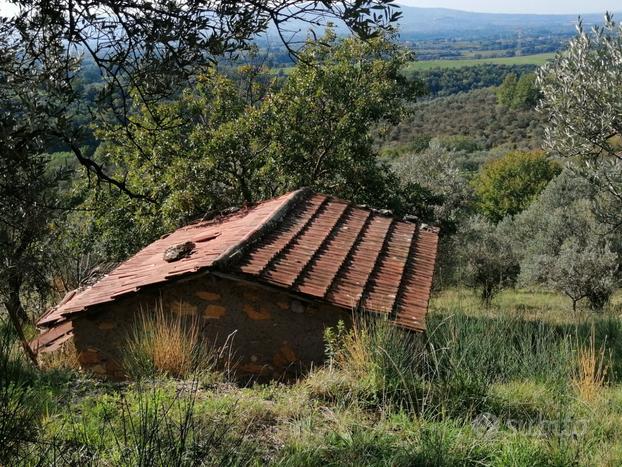 Terreno con uliveto e rustico agricolo