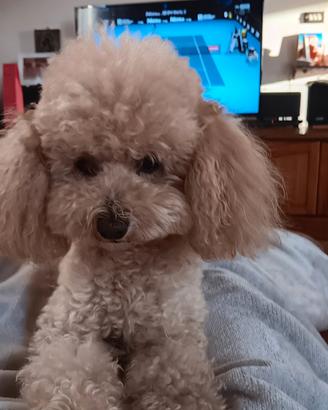 Barboncino Toy accoppiamento