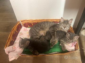 1 gattina femmina 40 giorni gia svezzata