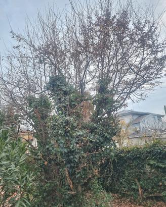 albero da giardino Carpino bianco 