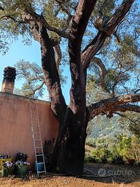 Terreno agro di jerzu con casa a 10 minuti dal mar