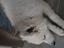Immagine 5