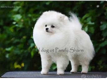 Spitz Pomerania Pedigree ANCHE A RATE
