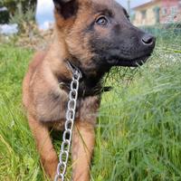 Pastore Belga Malinois in Puglia