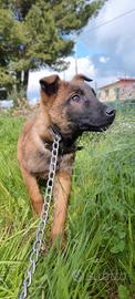 Pastore Belga Malinois in Puglia