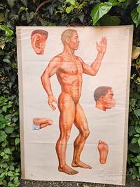 TAVOLA ANATOMICA VINTAGE FIGURA UMANA AGOPUNTURA
